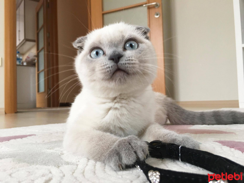 Scottish Fold, Kedi  Maya fotoğrafı
