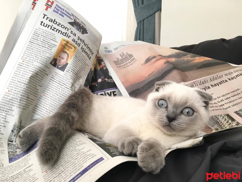 Scottish Fold, Kedi  Maya fotoğrafı
