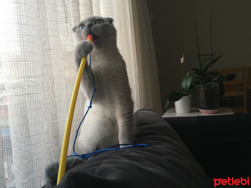Scottish Fold, Kedi  Maya fotoğrafı