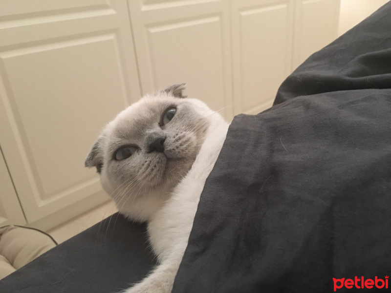 Scottish Fold, Kedi  Maya fotoğrafı