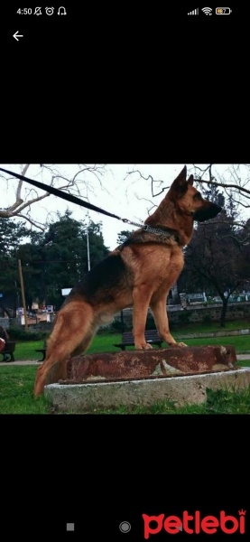 Alman Çoban Köpeği, Köpek  Pasa fotoğrafı