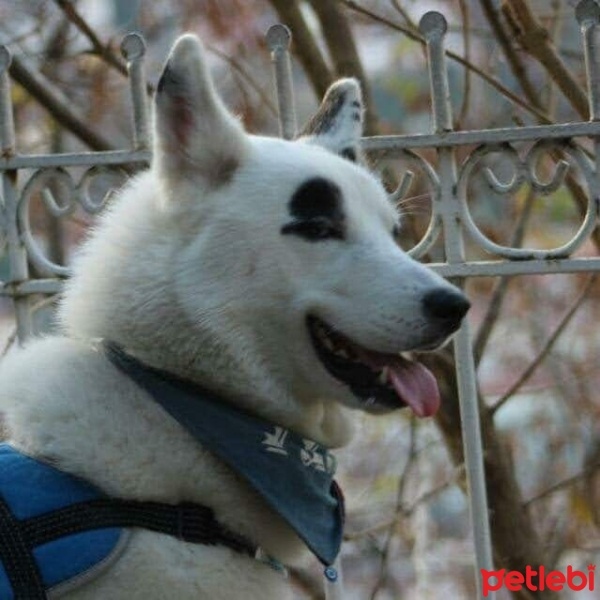 Alman Çoban Köpeği, Köpek  Pasa fotoğrafı