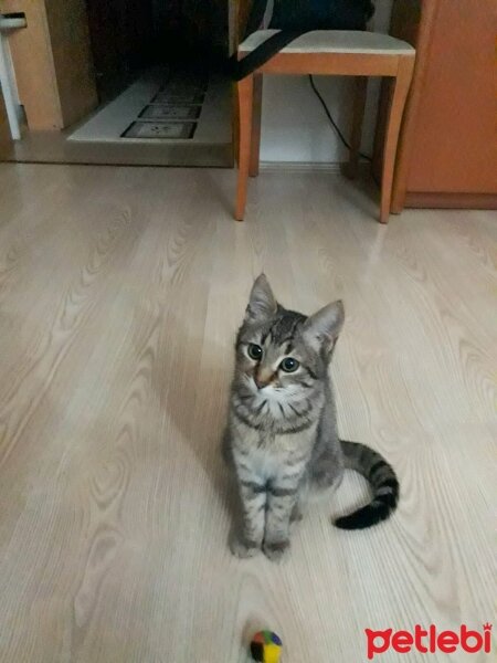 Tekir Kedi, Kedi  Mia fotoğrafı