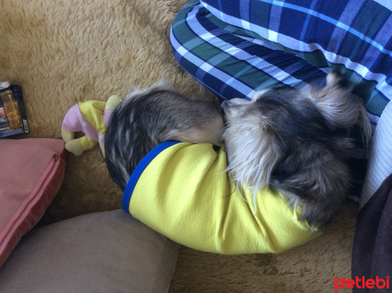 Yorkshire Terrier, Köpek  Paris fotoğrafı