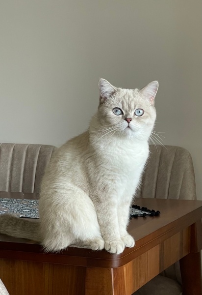 British Shorthair, Kedi  Lily fotoğrafı