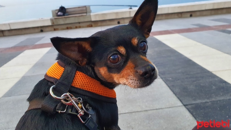 Chihuahua, Köpek  Kuki fotoğrafı