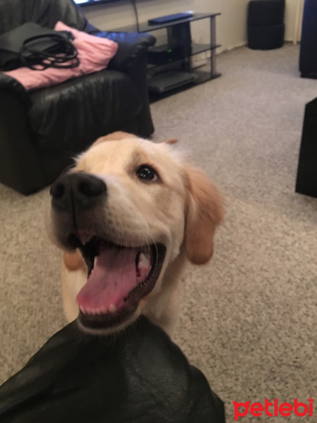 Golden Retriever, Köpek  BAL fotoğrafı