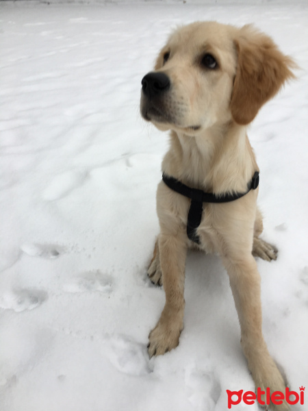 Golden Retriever, Köpek  BAL fotoğrafı