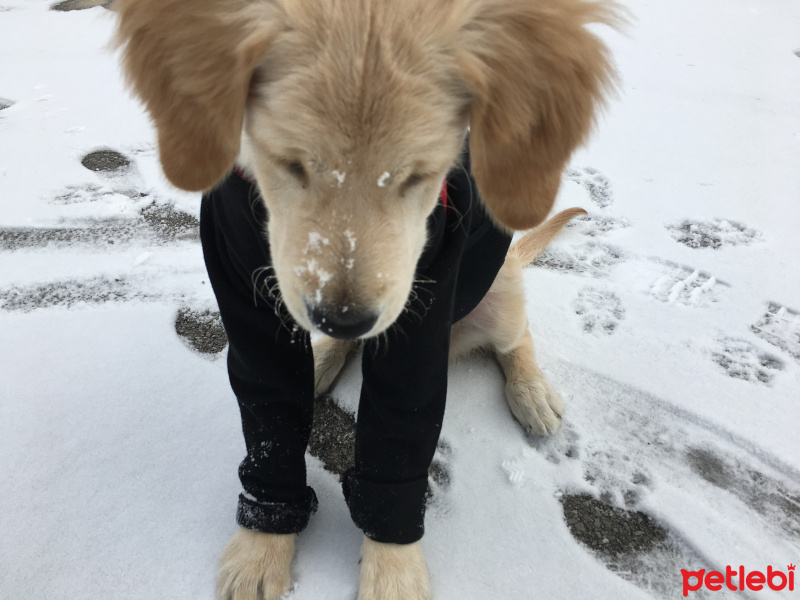 Golden Retriever, Köpek  BAL fotoğrafı