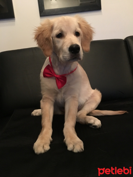 Golden Retriever, Köpek  BAL fotoğrafı