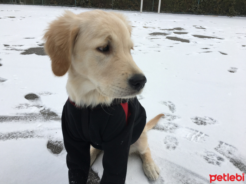 Golden Retriever, Köpek  BAL fotoğrafı