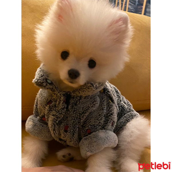 Pomeranyalı, Köpek  Lady fotoğrafı