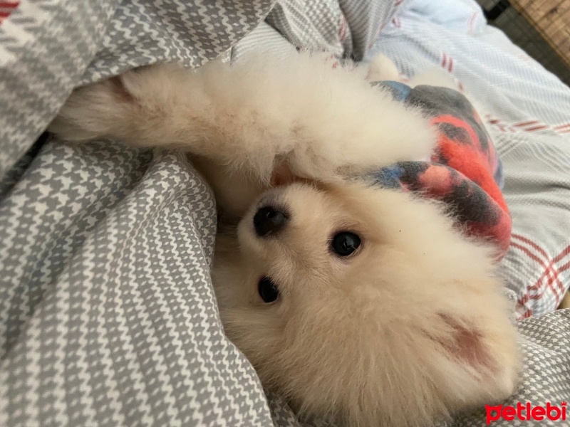 Pomeranyalı, Köpek  Lady fotoğrafı