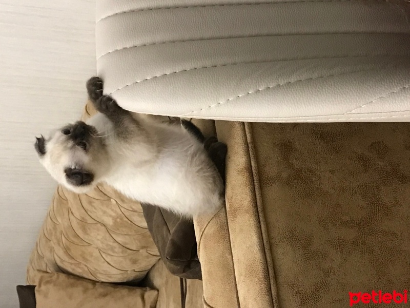 Scottish Fold, Kedi  Bulut fotoğrafı