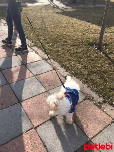 Maltese, Köpek  Latte fotoğrafı