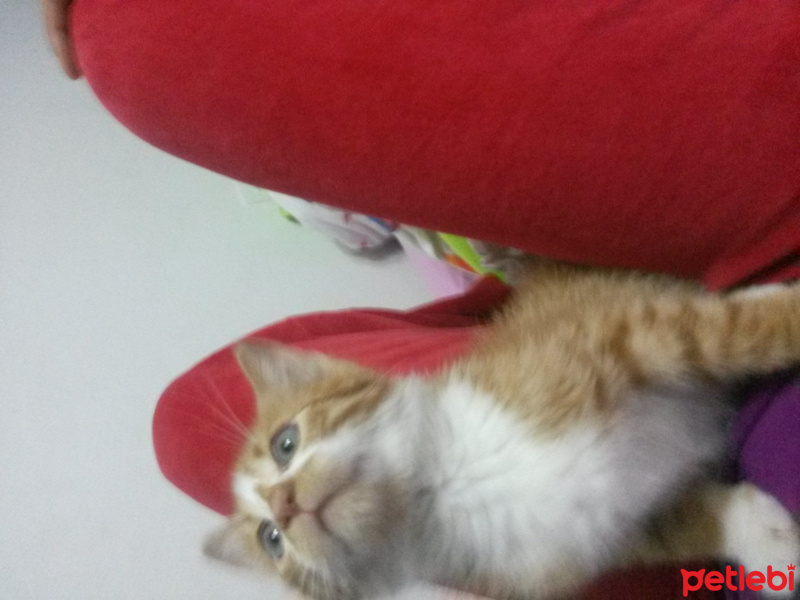 Chinchilla, Kedi  ateş fotoğrafı