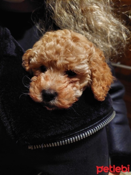 Poodle (Minyatür Kaniş), Köpek  Teddy fotoğrafı