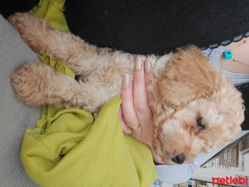 Poodle (Minyatür Kaniş), Köpek  Teddy fotoğrafı