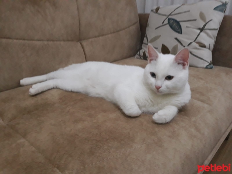 Van Kedisi, Kedi  Pamuk fotoğrafı