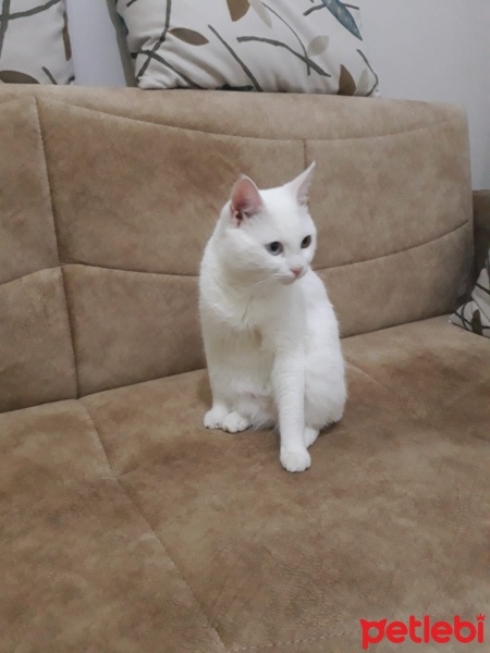 Van Kedisi, Kedi  Pamuk fotoğrafı
