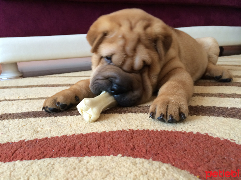 Çin Shar Pei, Köpek  Ceherry fotoğrafı