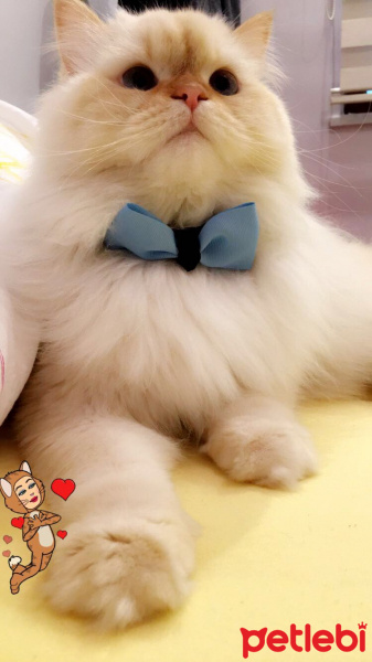 İran Kedisi (Persian), Kedi  BAL fotoğrafı