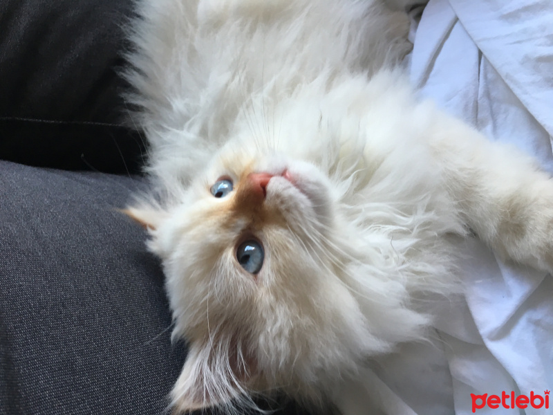 İran Kedisi (Persian), Kedi  BAL fotoğrafı