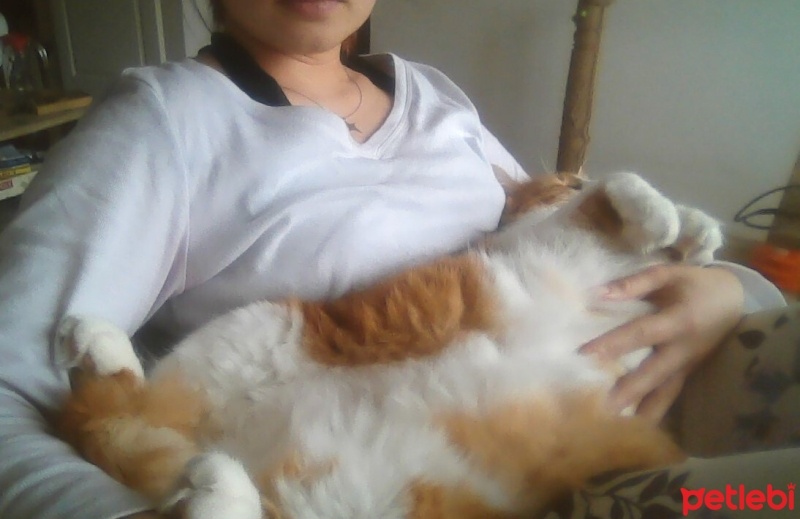 Norwegian Forest, Kedi  Morty fotoğrafı