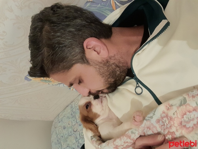 Cavalier King Charles Spanieli, Köpek  Cesur fotoğrafı
