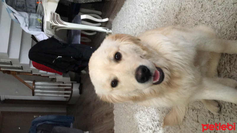 Golden Retriever, Köpek  adsız fotoğrafı
