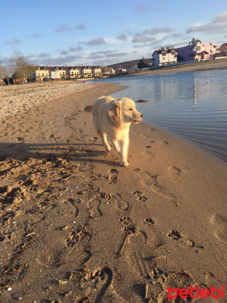 Golden Retriever, Köpek  adsız fotoğrafı