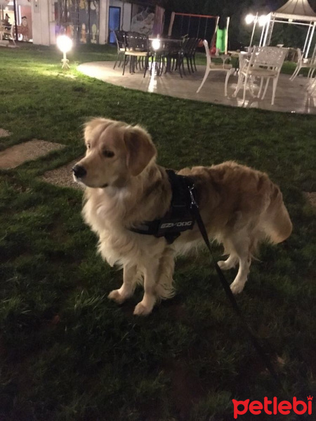 Golden Retriever, Köpek  adsız fotoğrafı