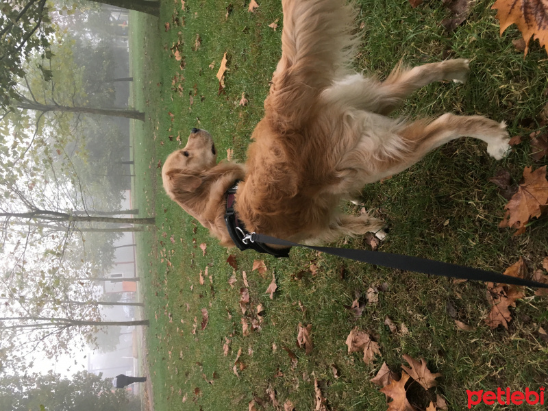 Golden Retriever, Köpek  adsız fotoğrafı