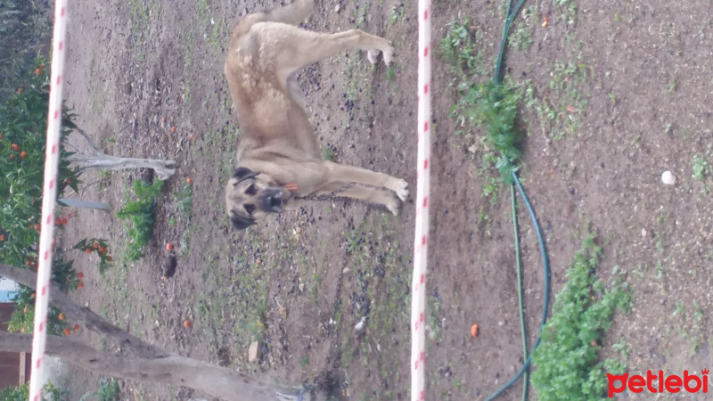 Kangal, Köpek  Zalim fotoğrafı