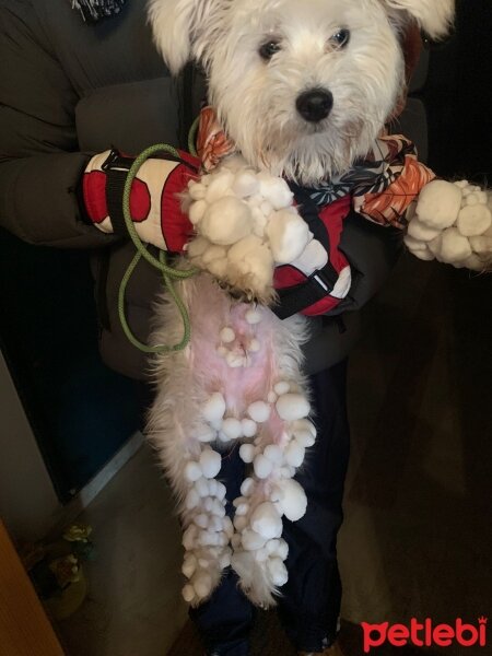 Maltese, Köpek  lucKy fotoğrafı