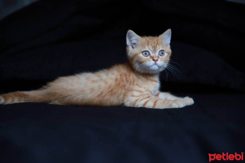 Sarman, Kedi  Sherlock fotoğrafı
