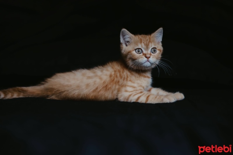 Sarman, Kedi  Sherlock fotoğrafı