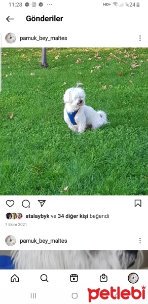 Maltese, Köpek  Pamuk fotoğrafı