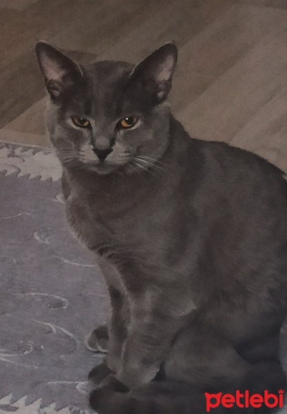 British Shorthair, Kedi  Bedrisu fotoğrafı