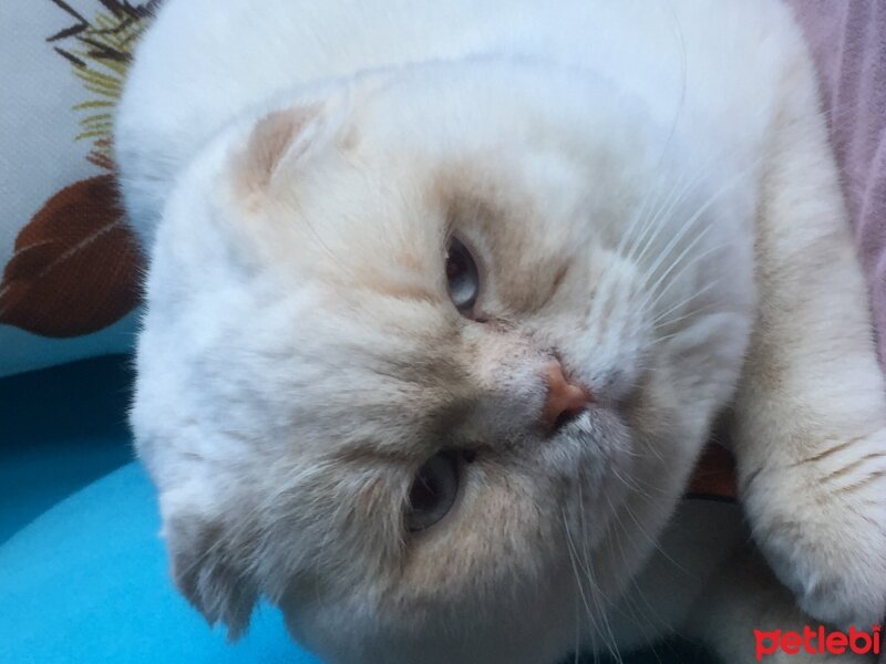 Scottish Fold, Kedi  BamBaM fotoğrafı