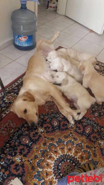 Golden Retriever, Köpek  Yavrular fotoğrafı