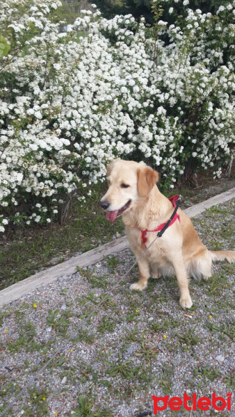Golden Retriever, Köpek  Yavrular fotoğrafı