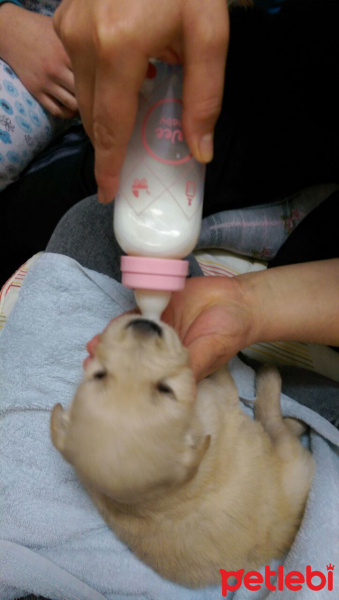 Golden Retriever, Köpek  Yavrular fotoğrafı