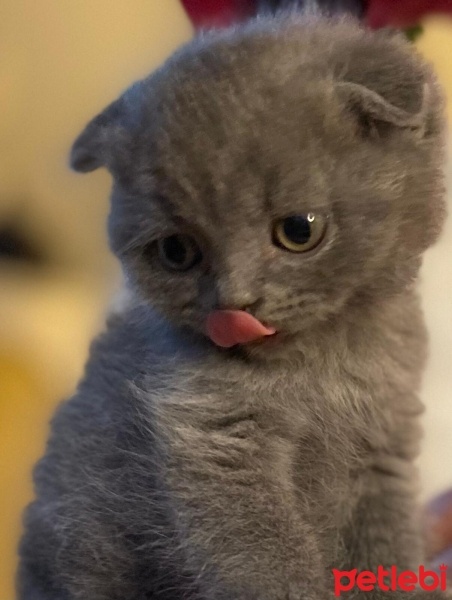 Scottish Fold, Kedi  Turşu fotoğrafı