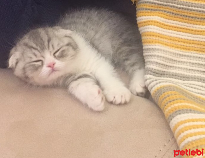 Scottish Fold, Kedi  Mia fotoğrafı