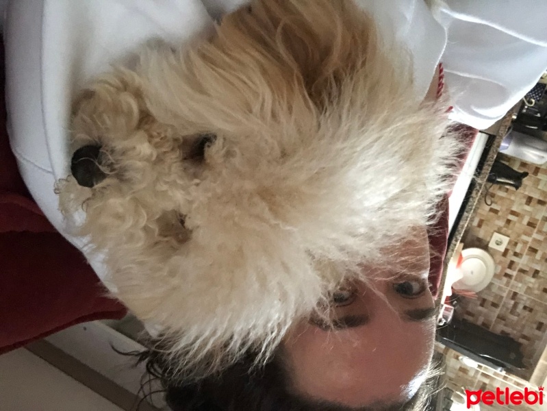 Poodle(Standart Kaniş), Köpek  Latte fotoğrafı