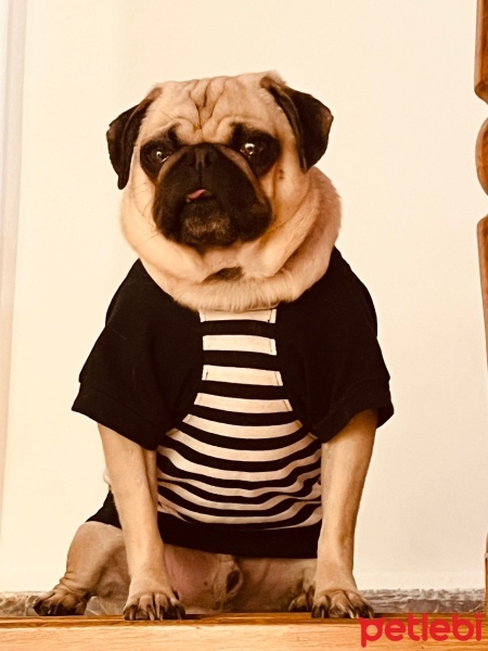Pug, Köpek  Gofret fotoğrafı