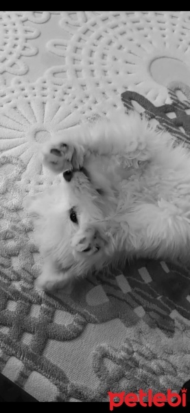 Maltese, Köpek  miki fotoğrafı