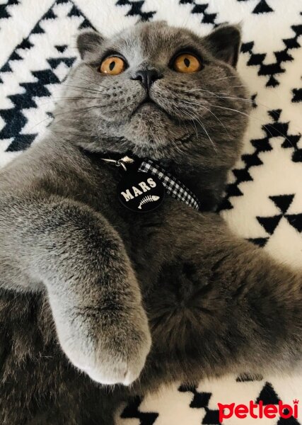 Scottish Fold, Kedi  Mars fotoğrafı