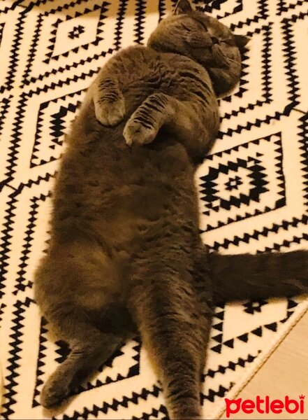 Scottish Fold, Kedi  Mars fotoğrafı